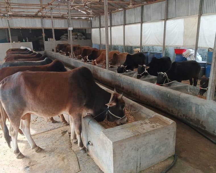 Cattle at a rearing shed operated within the Uttara Agrovet programme